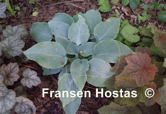 Hosta Sterling Medallion